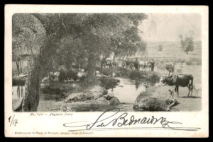 לוט 179 – גלויה קונסטנטינופול – איכרים טורקים, דואר צרפתי בלבנט | Lot 179 – Constantinople Postcard – Turkish Peasants, French Levant Post